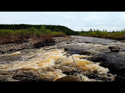 Видео: Рыбалка на горной реке. ХАРИУС НА СПИННИНГ. Реку в брод. #туруханск #лето # природа