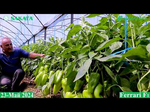 Видео: Сирдарёлик деҳқондан Ferrari F1 ни етиштириш бўйича ҳақиқий деҳқонча тавсиялар (Ferrari F1-Sakata)