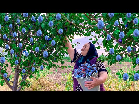 Видео: Сбор Свежих Черных Слив и Приготовление Варенья, Пирогов и Компотов!