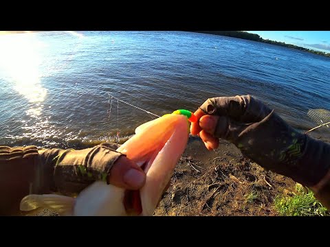 Видео: ОБРЫВ за ОБРЫВОМ! Рыбалка на РЕЗИНКИ в РАЗГАР ЛЕТА!