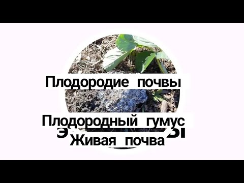 Видео: Плодородная почва живая Плодородие живой почвы Как сделать