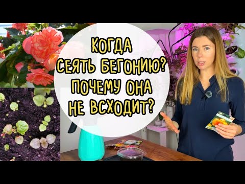 Видео: Сроки посева бегонии. Почему не всходят семена бегонии?