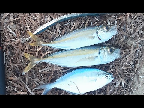 Видео: риболов в Гърция септември 2021   ,fishing in greece
