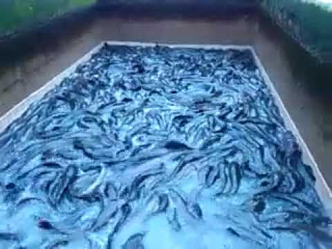 Видео: Плотность сома