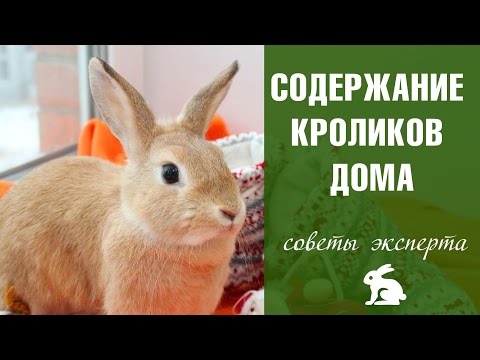 Видео: Содержание кроликов дома ✓ кролики на HitsadTV