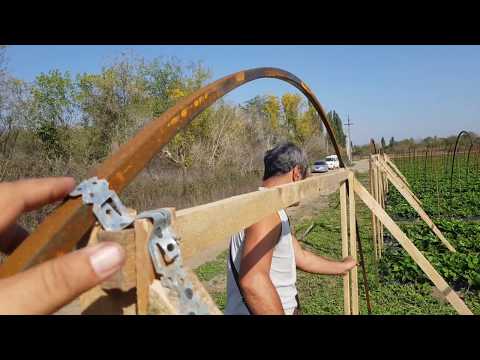 Видео: В гостях у известного клубничника Кубани Михаила Острохишко.