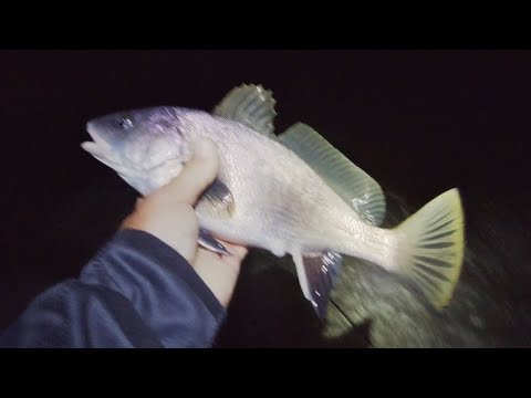 Видео: Риболов на морска врана - 04.06.25