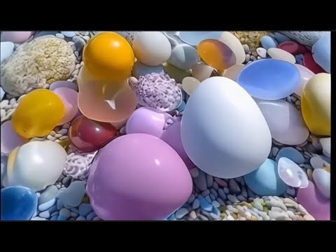 Видео: Весь пляж выстлан галькой, вот такой. Ловля жемчужного кальмара