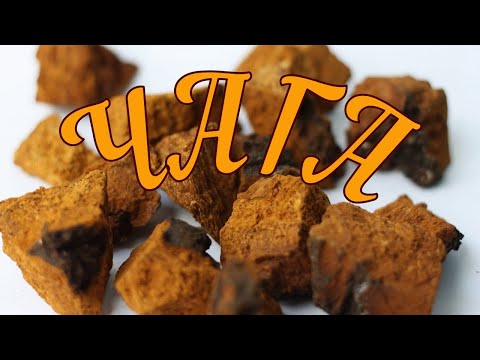 Видео: Сушим чагу 😲🍄💥 Подготовка к сушке.
