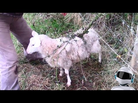 Видео: 10 САМЫХ ОПАСНЫХ И ЖУТКИХ РАСТЕНИЙ В МИРЕ