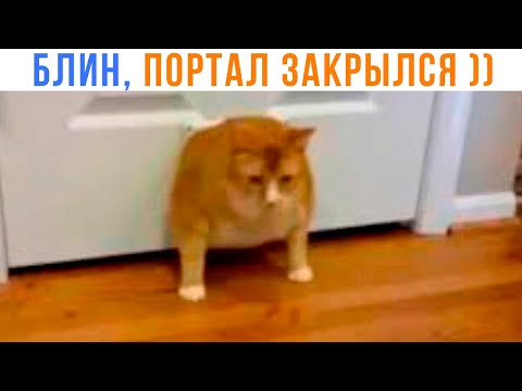 Видео: БЛИН, ПОРТАЛ ЗАКРЫЛСЯ! ))) | Приколы с котами | Мемозг 1547