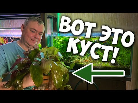 Видео: Ну и кустяра вымахал! Меняю Эхинодорусы и делаю легкий редизайн