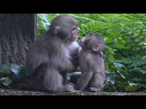 Видео: Слишком Милый Чтобы Работать! Этот Очаровательный Детеныш Обезьяны Знает Как Растопить Сердце Молодо