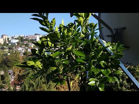 Видео: Помело. Вопросы о зимовке.