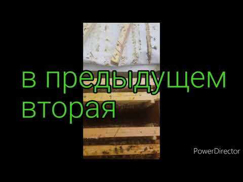 Видео: тестирование вощины Мунтян & Дубовик