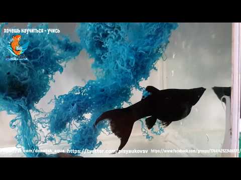 Видео: лирохвостая молинезия