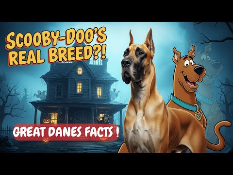 Видео: Встречайте самую милую гигантскую собаку на свете! #немецкийдог