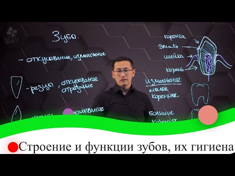 Видео: Строение и функции зубов, их гигиена. 8 класс.