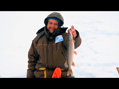 Видео: Поймал живца - поймал хищника!