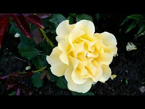 Видео: лето цвета счастья цветение роз