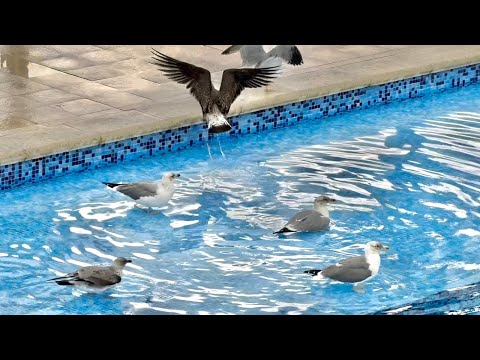 Видео: Так интересно получилось, чайки принесли мне неожиданную новость)))