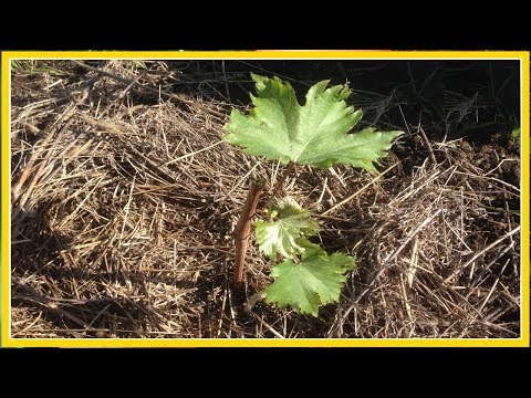 Видео: ВЫСАЖИВАЕМ УКОРЕНЕННЫЕ ЧЕРЕНКИ ВИНОГРАДА В ОТКРЫТЫЙ ГРУНТ / ВЫРАЩИВАНИЕ ВИНОГРАДА