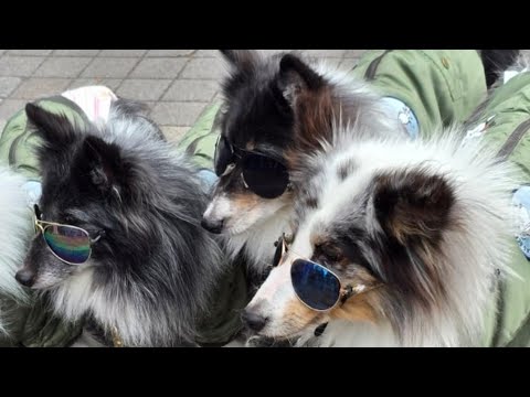 Видео: Tokyo#Собачий рай# Магазин одежды для собак в Токио