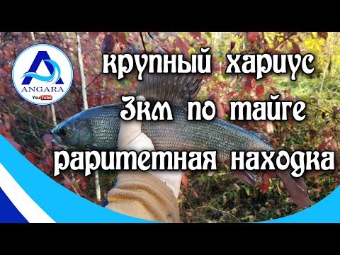 Видео: Рыбалка. Хариус. Идем три километра по тайге. Иркутск. Angara.