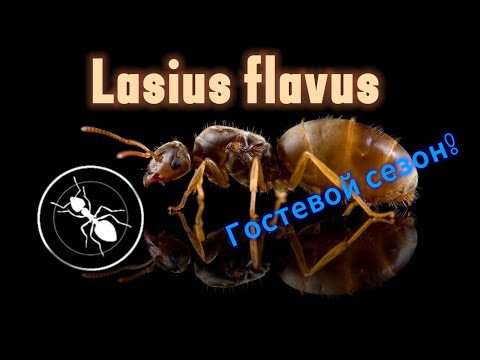 Видео: ГОСТЕВОЙ СЕЗОН! Разбор вида Lasius flavus!