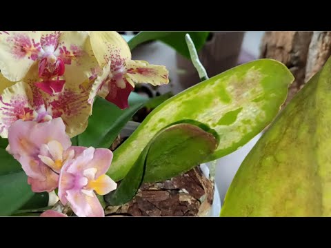 Видео: Подмороженные листья у орхидеи, что делать? Что будет. Мой опыт.