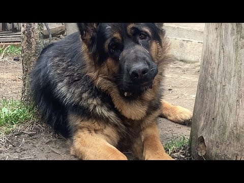 Видео: Собаки,птички.
