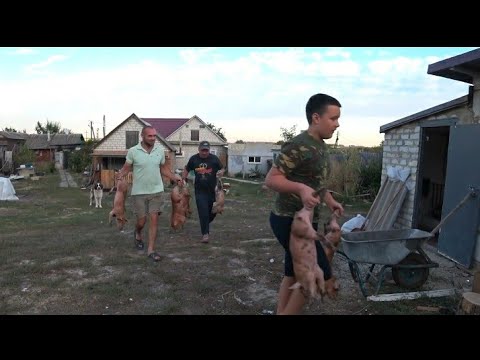 Видео: Поросята пьетрен VS дюрок,настоящий кантор,гибрид