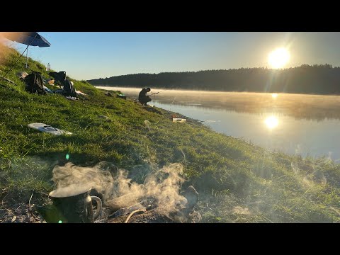 Видео: Ночная рыбалка! Готовим рыбу на костре, донка на хищника, душевная рыбалка.