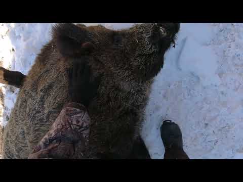 Видео: Пополнение в семье кабанов!!!!