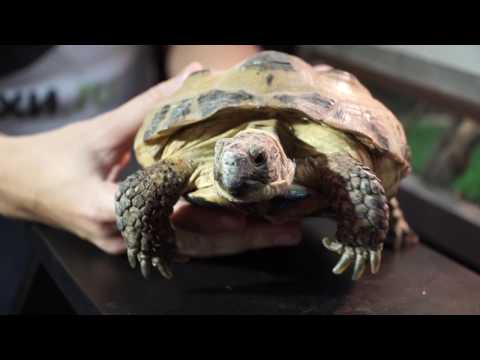 Видео: Среднеазиатская черепаха. Секреты содержания в домашних условиях