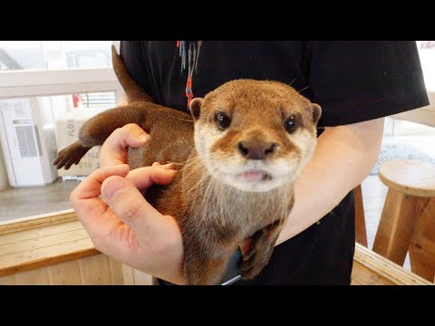 Видео: Кафе "Выдра"🦫 было оазисом в центре Токио / HARRY Harajuku Terrace