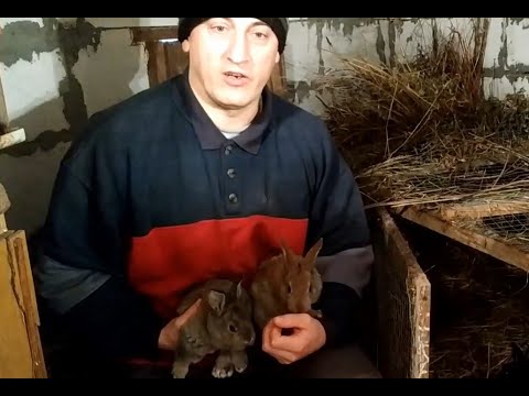 Видео: Почему кролики плохо размножаются?