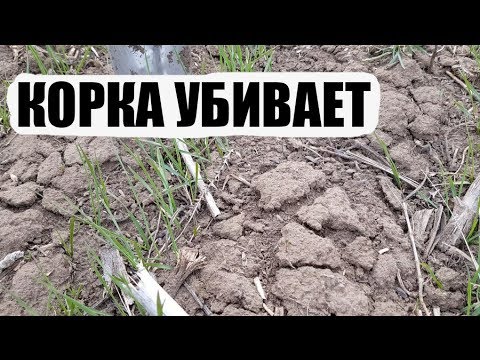 Видео: Корка!! Ноутил no-till не спасает от всех болезей