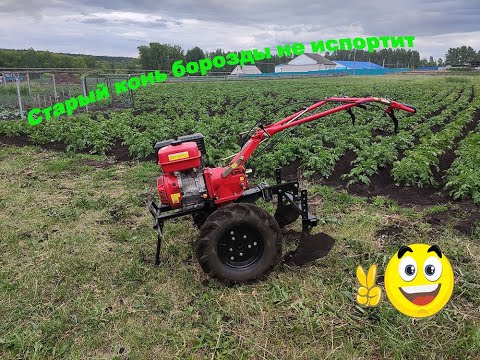 Видео: Окучиваю картофель двухрядным окучником