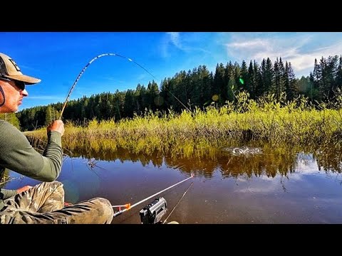 Видео: РЫБАЛКА НА ПОПЛАВОК В ЗАТОПЛЕННЫХ КУСТАХ. ХЕРАБУНА