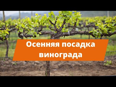 Видео: ПРЕИМУЩЕСТВА ОСЕННЕЙ ПОСАДКИ ВИНОГРАДА | Как посадить виноград осенью?