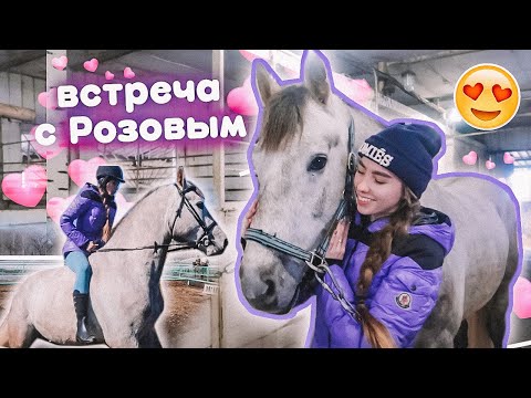 Видео: НАВЕЩАЮ РОЗОВОГО ! Долгожданная Встреча // VLOG конюшня