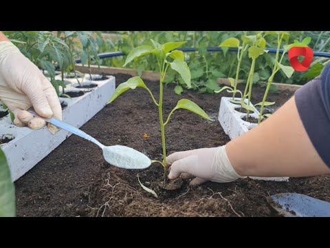 Видео: Выращивайте перец таким образом – болезней не будет, а урожай обильный.