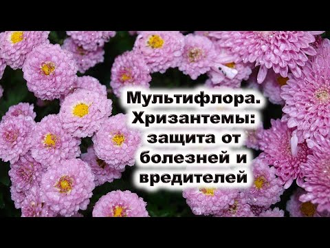 Видео: Мультифлора. Хризантемы: защита от болезней и вредителей в течение всего сезона.