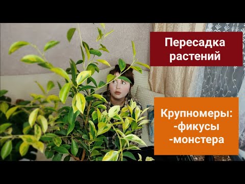 Видео: Пересадка моих крупномеров || июль 2025 г. Фикус Мутабилис, Монстера Деликатесная, Фикус Абиджан 