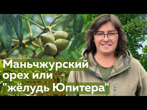 Видео: Орех Маньчжурский или "жёлудь Юпитера"