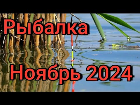 Видео: Рыбалка на поплавок 17 ноября 2024 г. на лесной реке!Эти дикие рыбины топят поплавок на дно!