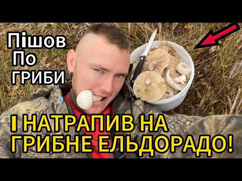 Видео: Пішов по гриби — і натрапив на грибне Ельдорадо! 🍄