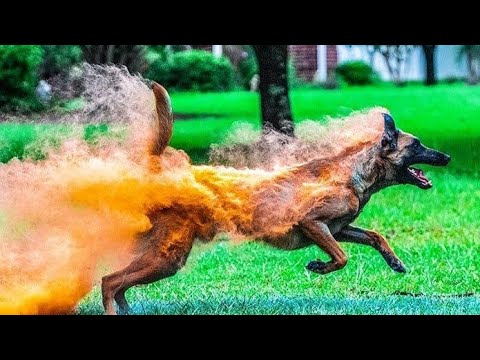 Видео: 🚨ТРЭШ! ЧТО УМЕЕТ МАЛИНУА!🤯😱 𝙈𝘼𝙇𝙄𝙉𝙊𝙄𝙎 𝘼𝙏𝙏𝘼𝘾𝙆!🐕🐾