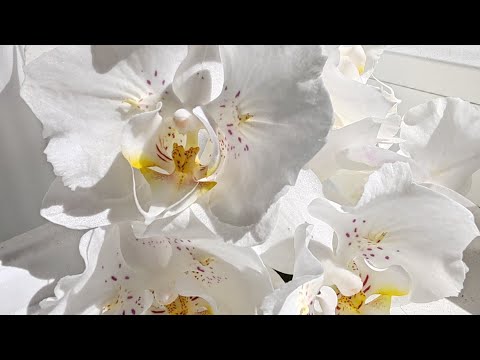 Видео: Полив. Цветущий август 🦋 #фаленопсис #orchid #цветы #peloric #бабочка #орхидея 
